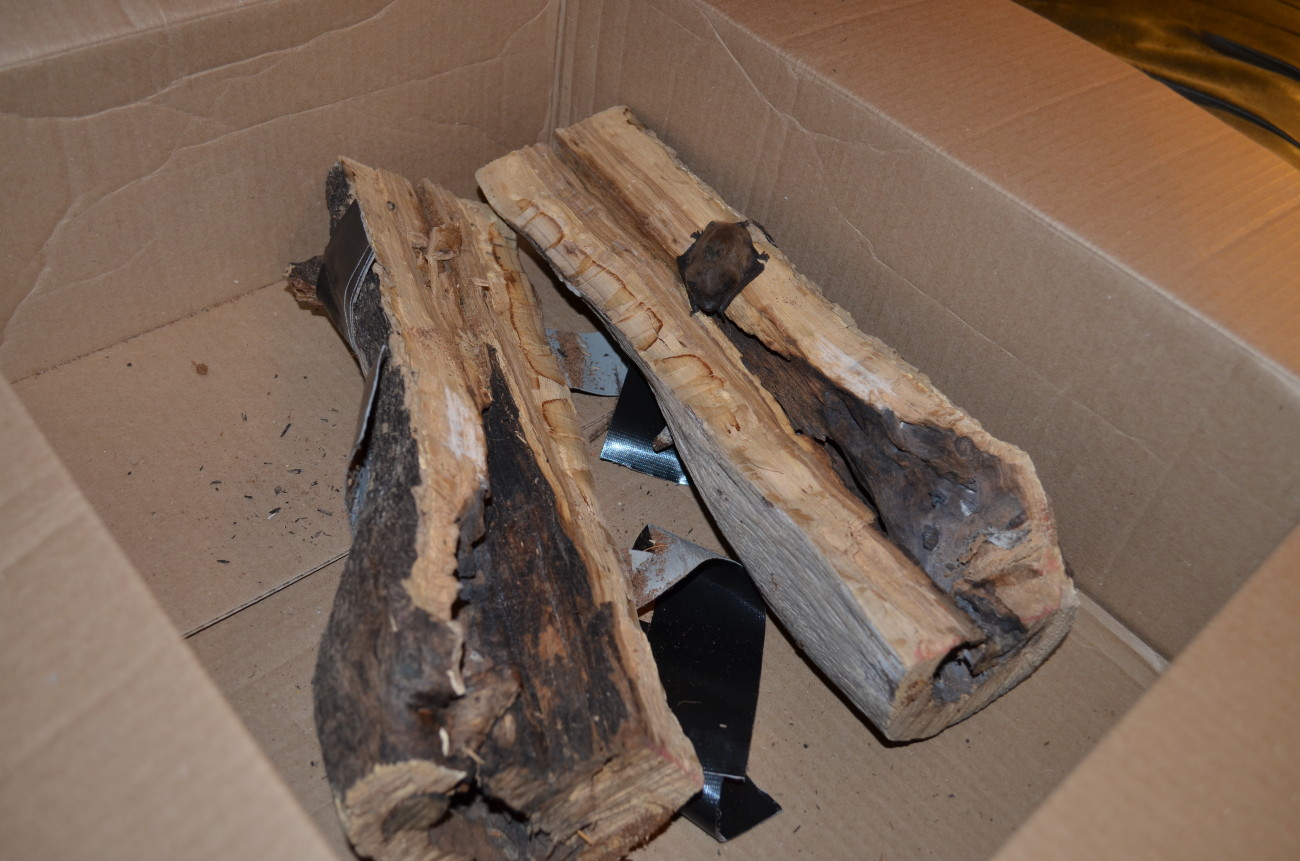Eve the evening bat's home that was cut and split and brought to Austin Bat Refuge