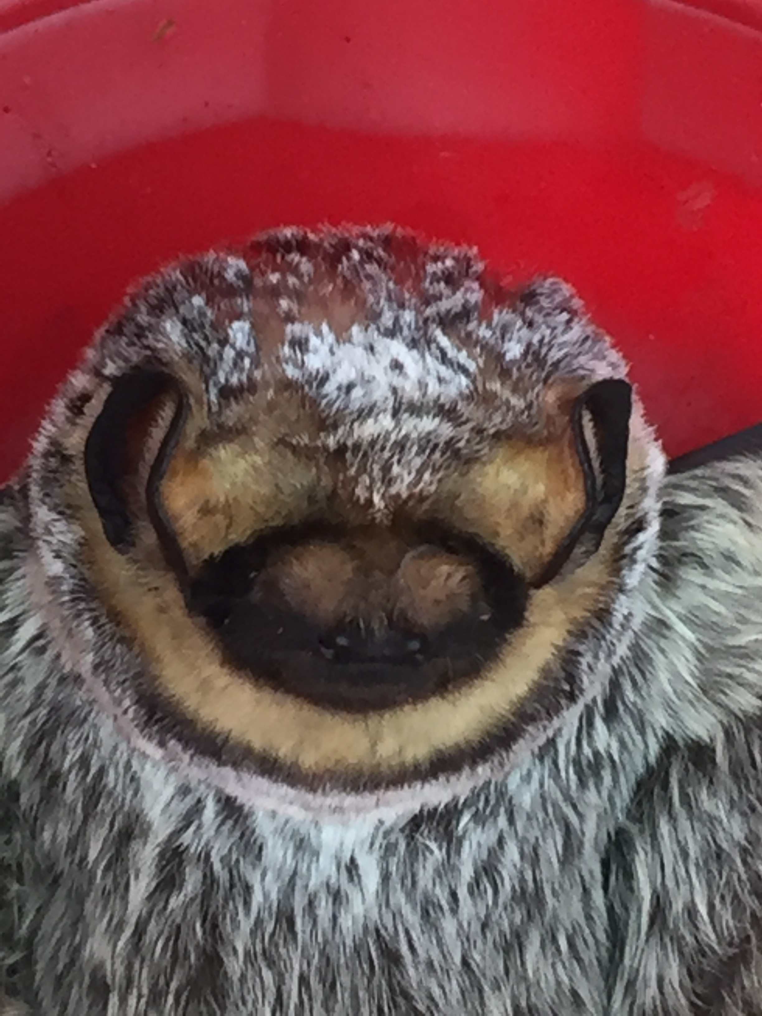 Austin Bat Refuge rescue rehabilitation release hoary bat sloth slat bloth eskimo parka bat